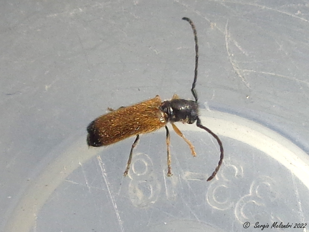 Cerambycidae ?  S, Tetrops praeustus, maschio